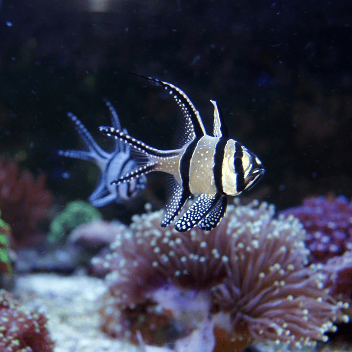 Pterapogon Kauderni - Aquacultura 1