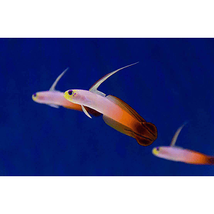 Nemateleotris Magnifica