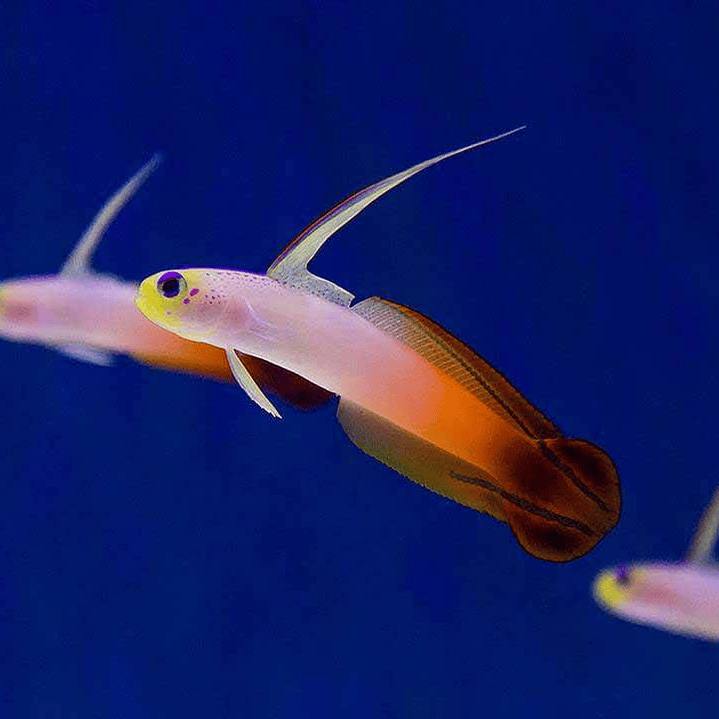 Nemateleotris Magnifica 1