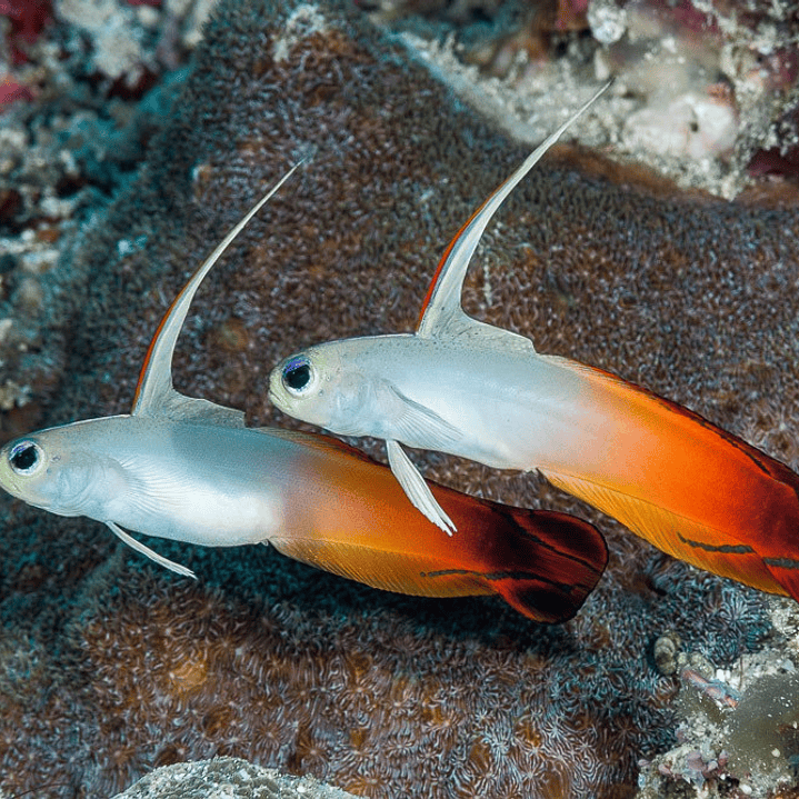 Nemateleotris Magnifica 2