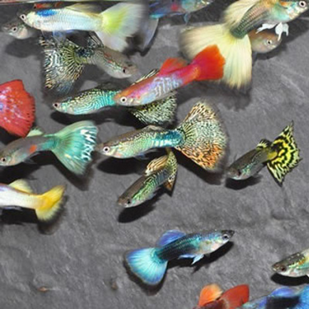 Guppy Sortido M/F - Poecilia reticulata 1