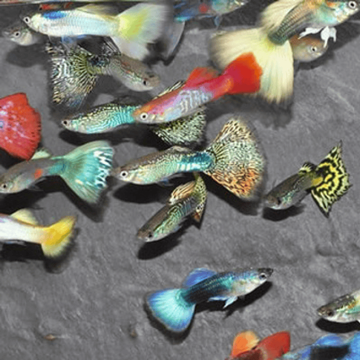 Guppy Sortido M/F - Poecilia reticulata 1