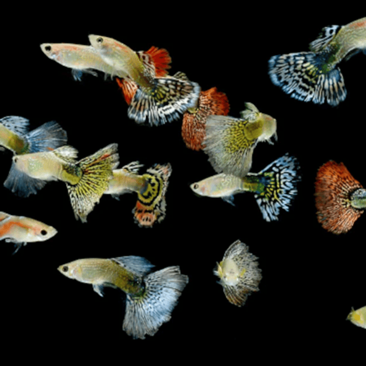 Guppy Sortido M/F - Poecilia reticulata 2