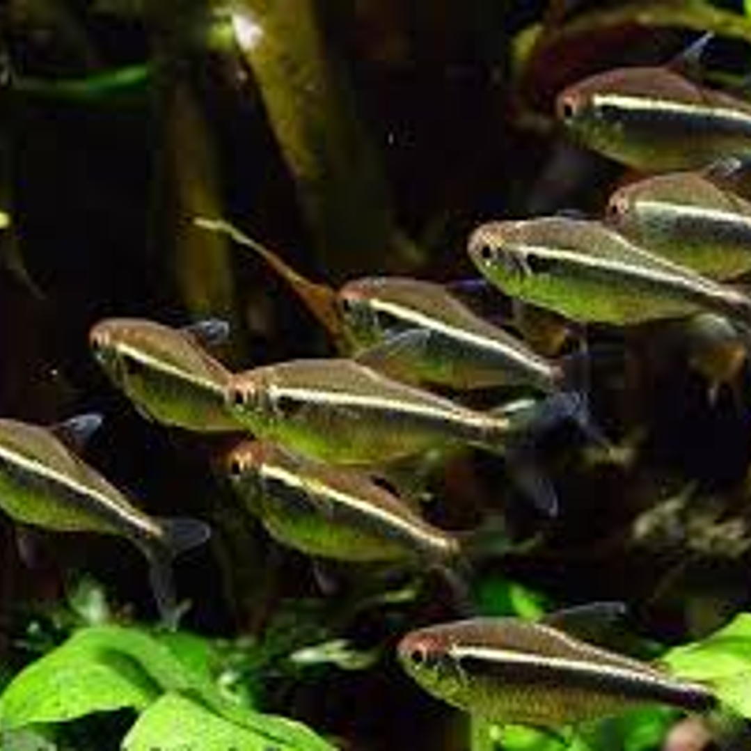 Neon Neon Negro (Hyphessobrycon Herbertaxelrodi) 2