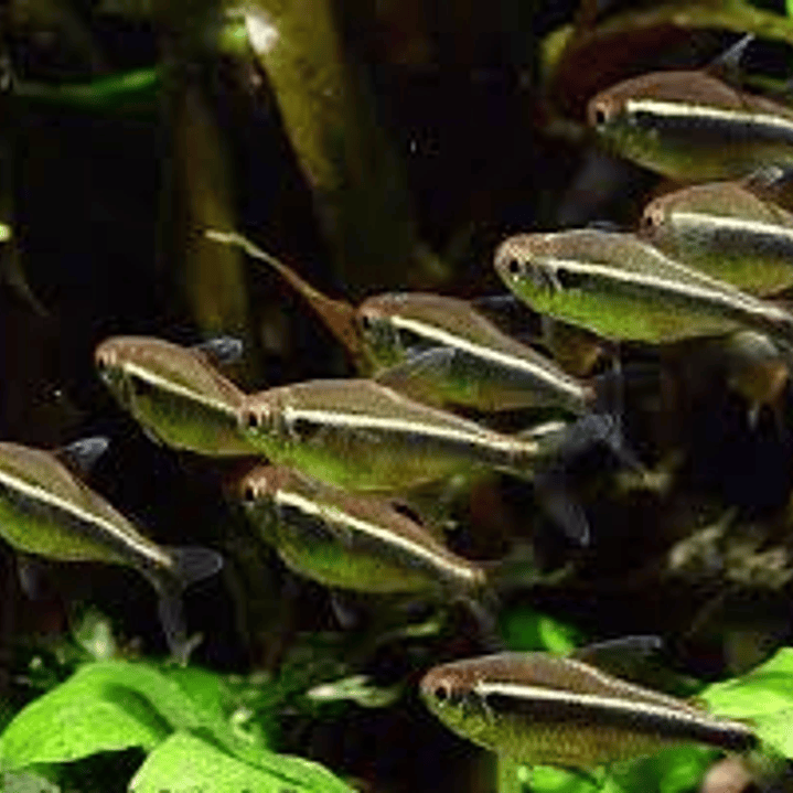 Neon Neon Negro (Hyphessobrycon Herbertaxelrodi) 2