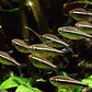Neon Neon Negro (Hyphessobrycon Herbertaxelrodi) - Thumbnail 2