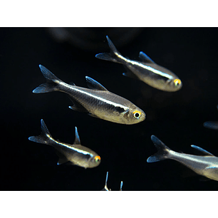 Neon Neon Negro (Hyphessobrycon Herbertaxelrodi)