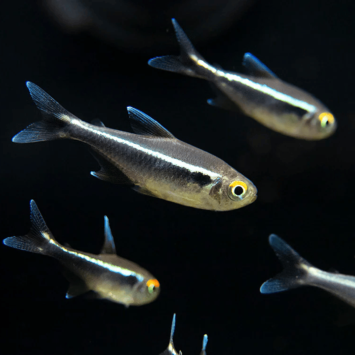 Neon Neon Negro (Hyphessobrycon Herbertaxelrodi) 1