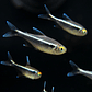 Neon Neon Negro (Hyphessobrycon Herbertaxelrodi) - Thumbnail 1