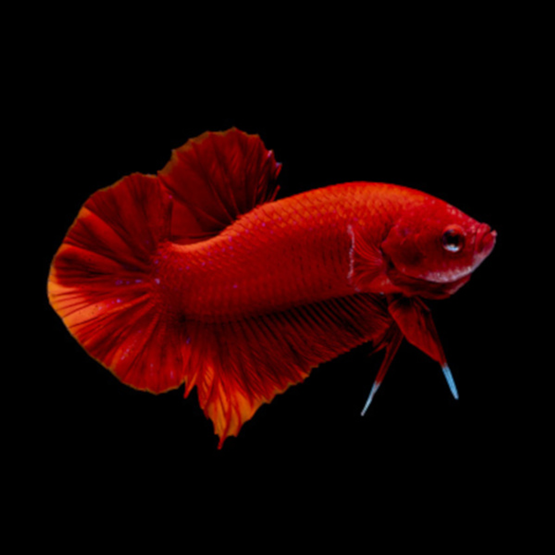 Betta Macho Plakat (Sortido) 3