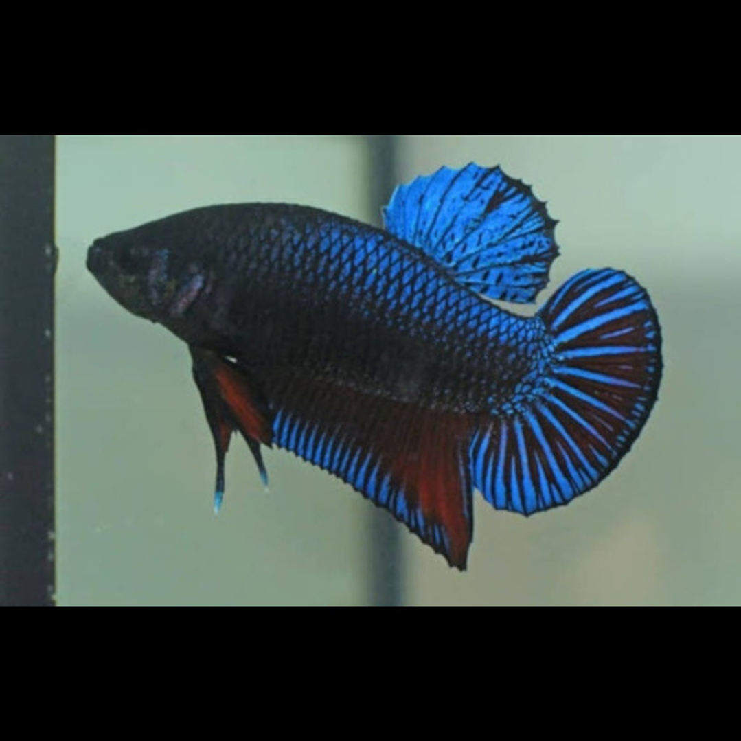 Betta Macho Plakat (Sortido) 2
