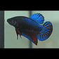 Betta Macho Plakat (Sortido) - Thumbnail 2