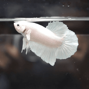 Betta Macho Plakat (Sortido)