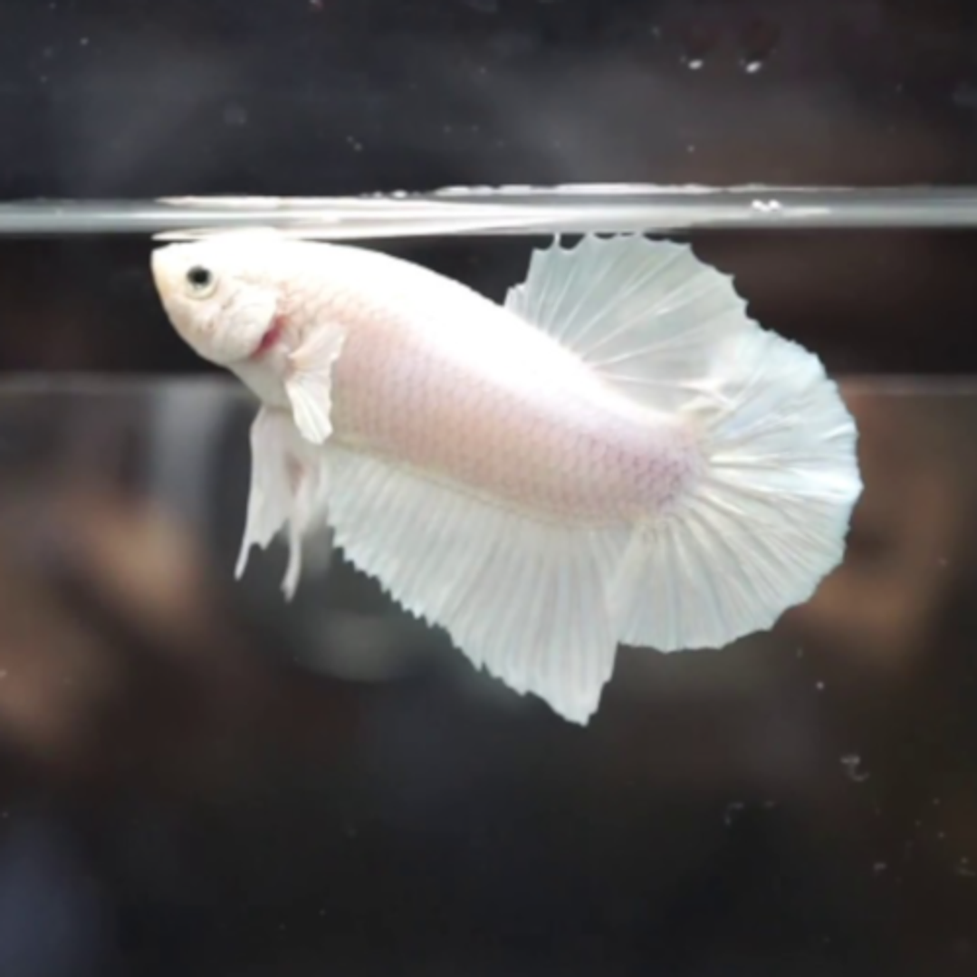 Betta Macho Plakat (Sortido) 1