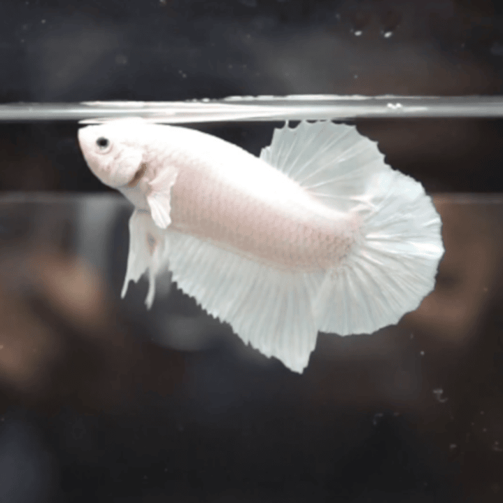 Betta Macho Plakat (Sortido) 1