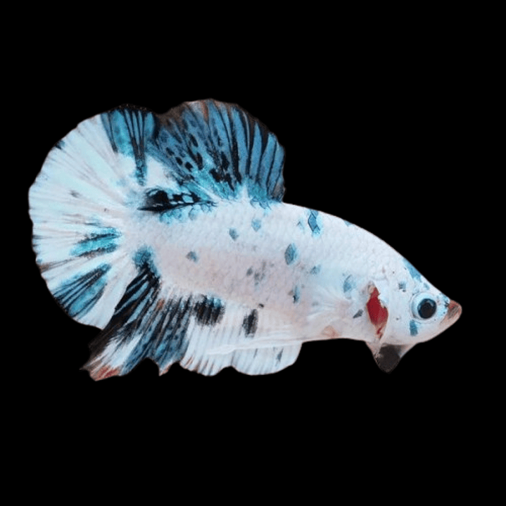 Betta Macho Plakat (Sortido) 4