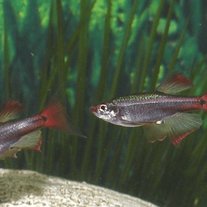  Falso Neon - Whitecloud (Tanichthys albonubes) 1