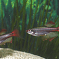  Falso Neon - Whitecloud (Tanichthys albonubes) - Thumbnail 1