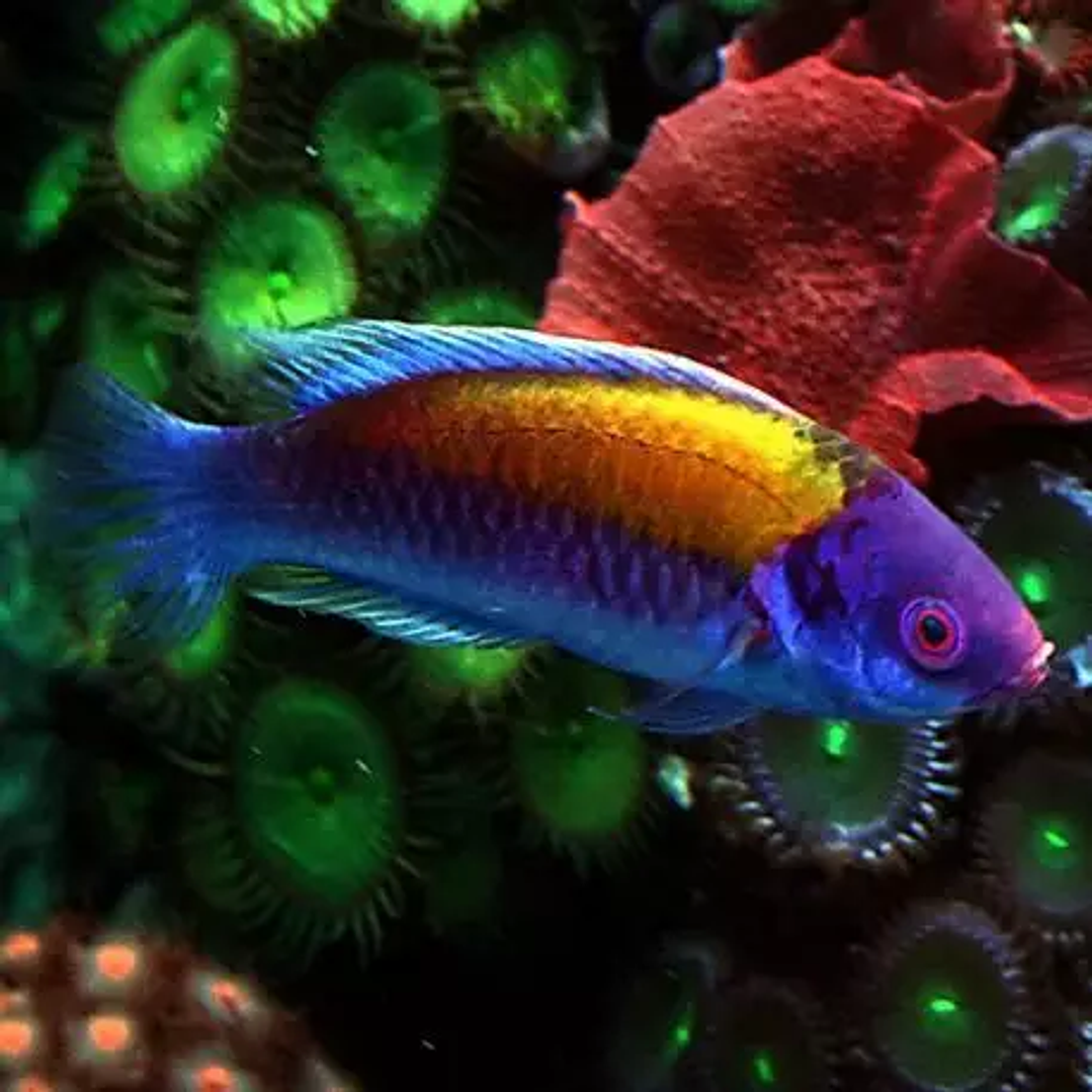 Cirrhilabrus Aurantidorsalis 1