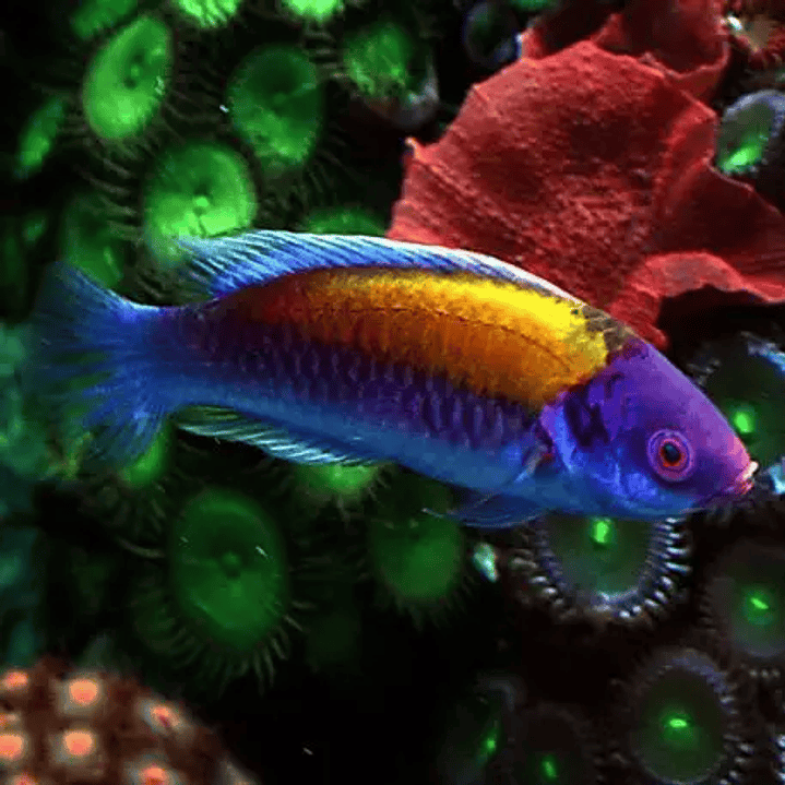 Cirrhilabrus Aurantidorsalis 1