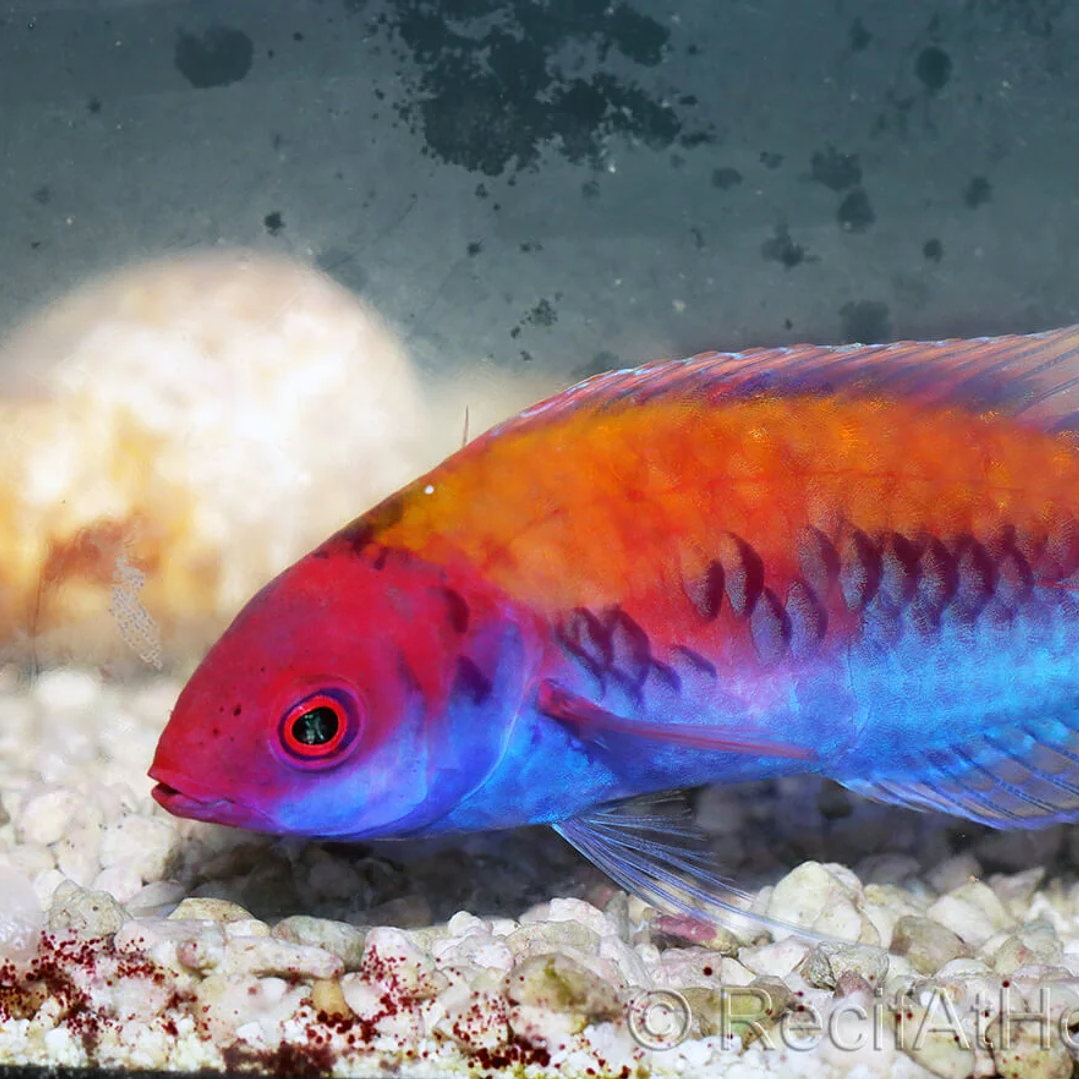 Cirrhilabrus Aurantidorsalis 2