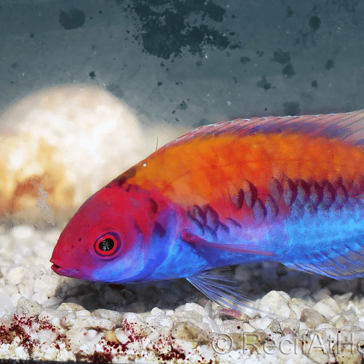 Cirrhilabrus Aurantidorsalis 2