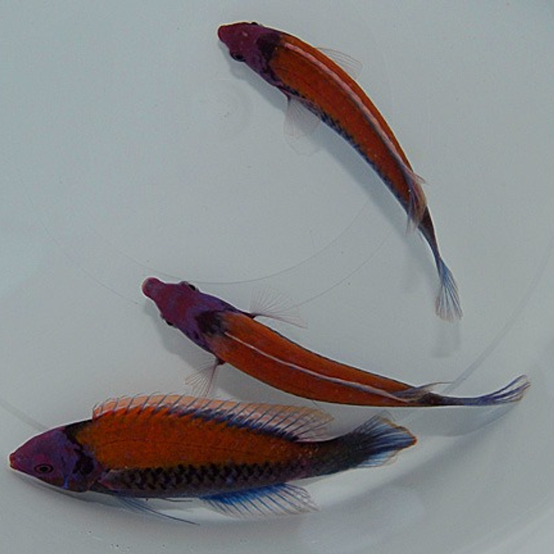 Cirrhilabrus Aurantidorsalis 3