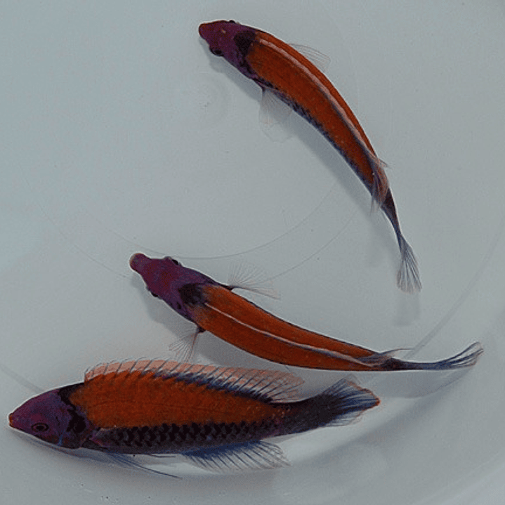 Cirrhilabrus Aurantidorsalis 3