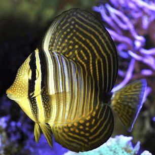 Zebrasoma Desjardinii