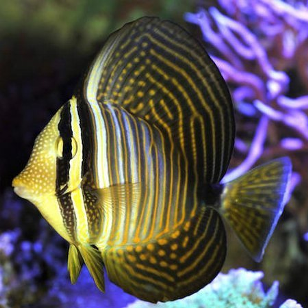 Zebrasoma Desjardinii 1