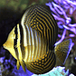 Zebrasoma Desjardinii - Thumbnail 1
