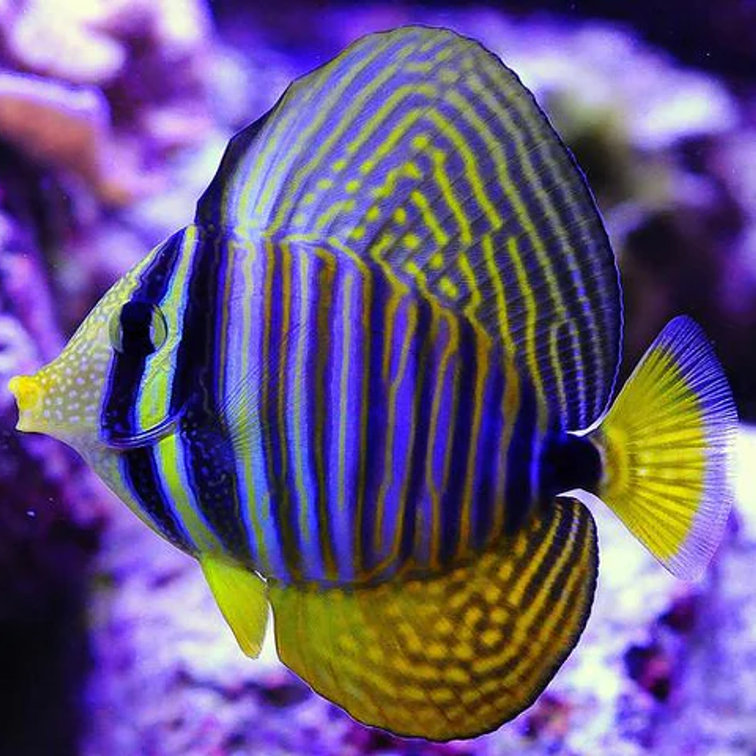 Zebrasoma Desjardinii 2