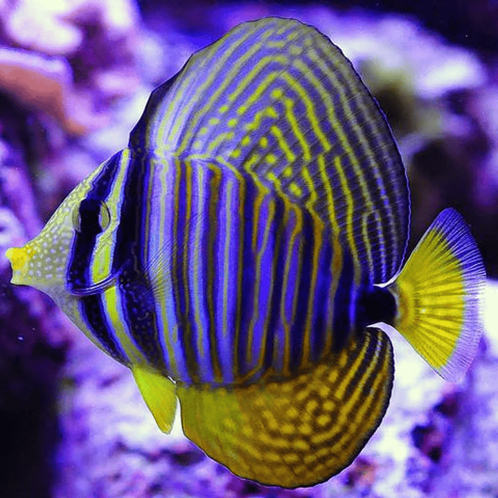 Zebrasoma Desjardinii 2