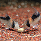 AZOO Tropical Shrimp Pie - Corydoras - Thumbnail 4