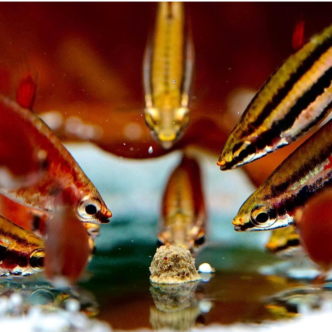 AZOO Tropical Shrimp Pie - Corydoras 5