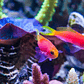Pseudanthias Pulcherrimus - Thumbnail 2
