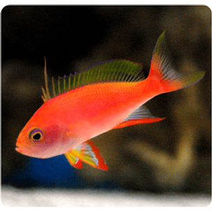 Pseudanthias Pulcherrimus