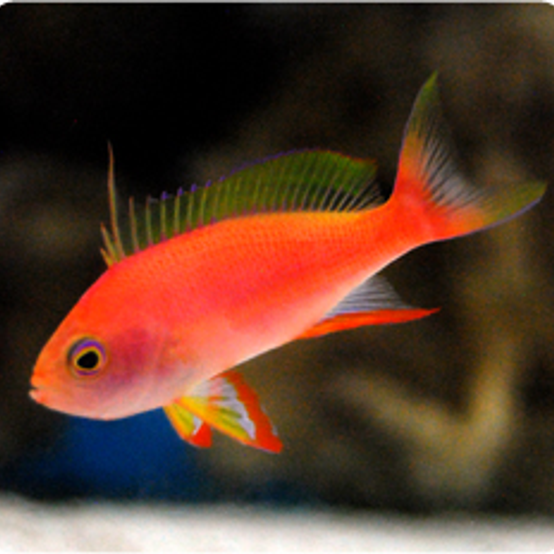 Pseudanthias Pulcherrimus 1