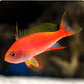 Pseudanthias Pulcherrimus - Thumbnail 1