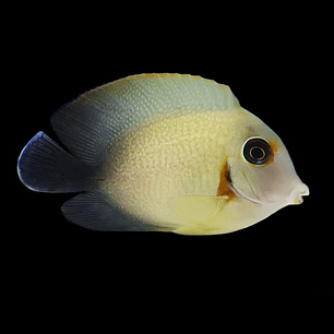 Acanthurus Pyroferus Half Black