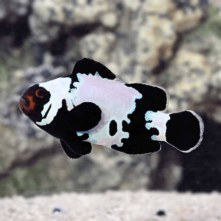 Black Ice Snowflake Ocellaris 1