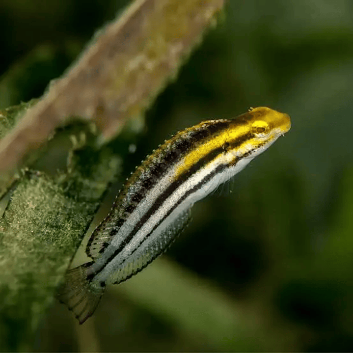 Meiacanthus Grammistes 1