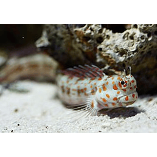 Blenniella Chrysospilos
