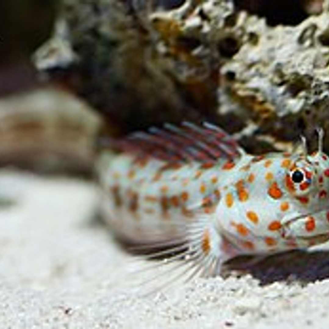 Blenniella Chrysospilos 1