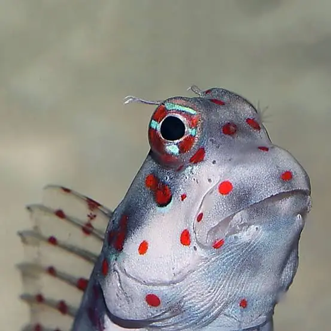 Blenniella Chrysospilos 2