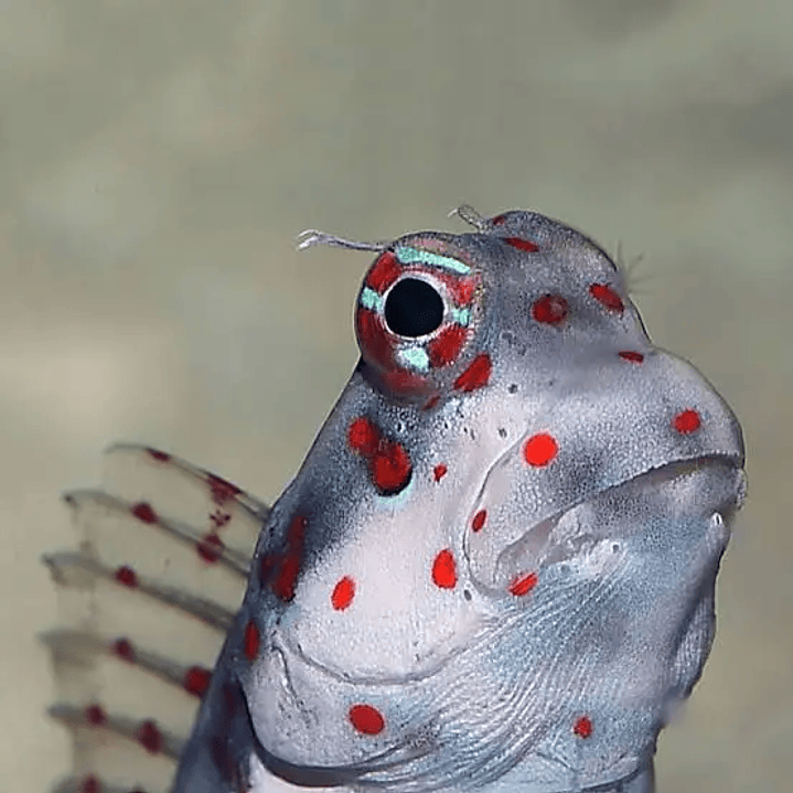 Blenniella Chrysospilos 2