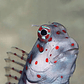 Blenniella Chrysospilos - Thumbnail 2
