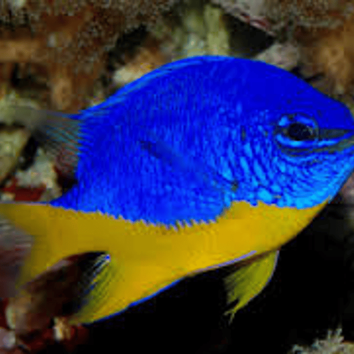 Chrysiptera Hemicyanea 1