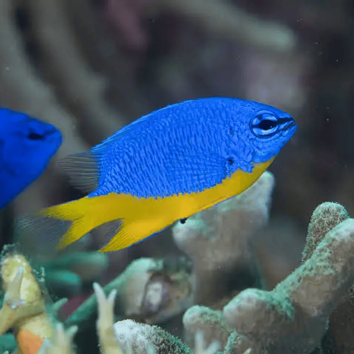 Chrysiptera Hemicyanea 2