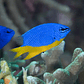 Chrysiptera Hemicyanea - Thumbnail 2